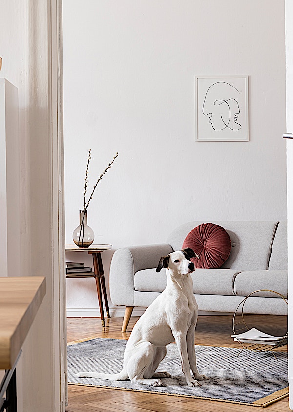 Furry friends unwelcome at viewings